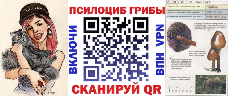 Псилоцибиновые грибы Cubensis Петровск-Забайкальский